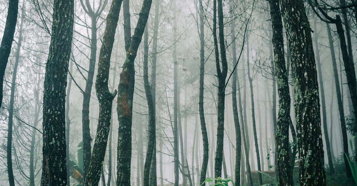 A misty forest landscape with tall trees and vibrant green undergrowth, creating a mystical atmosphere.