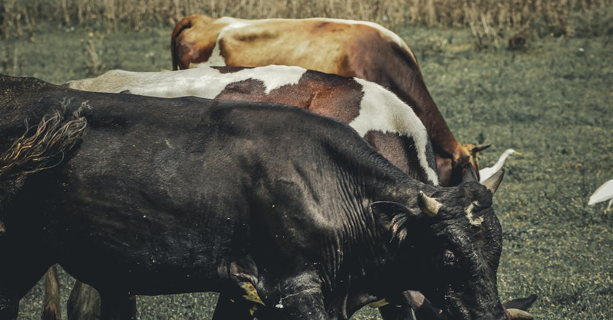 A serene image of cows grazing in a lush green pasture, perfect for farm and nature themes.